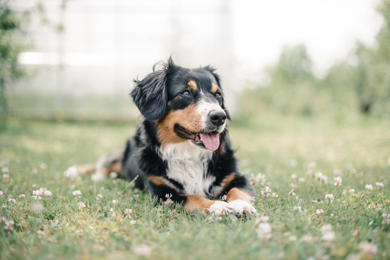 The Best Dog Walking Services in Toronto